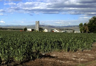 As a soil additive to improve crops such as alfalfa, corn, cotton, wheat, and peanuts.